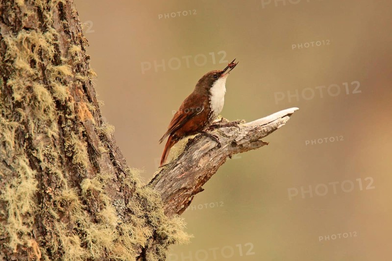 White-throated Treerunner