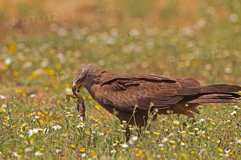 Black Kite