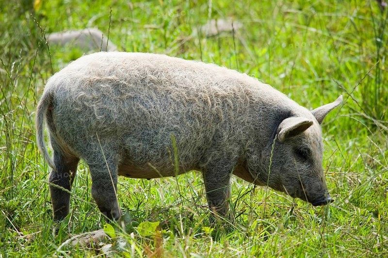 Domestic pig
