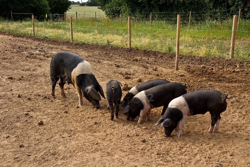 Saddle-head sow with piglet feeding