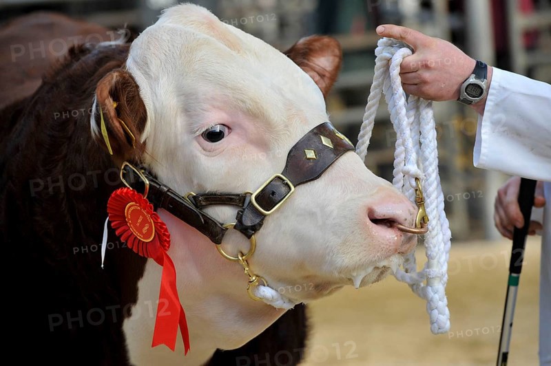 Domestic cattle