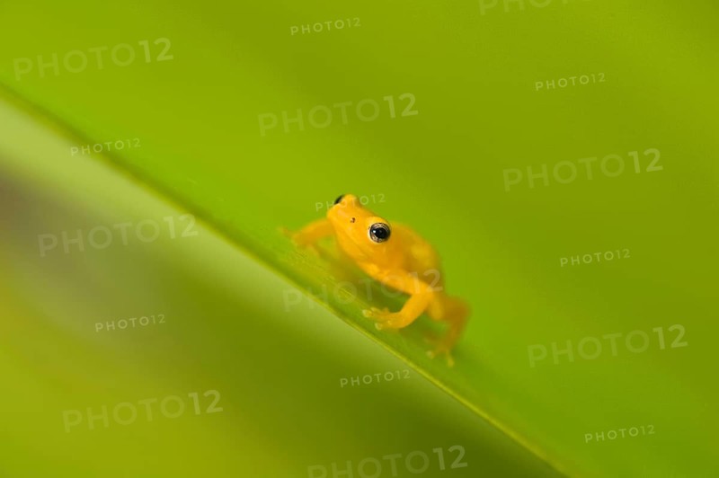 Golden poison dart frog
