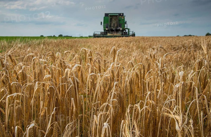 Barley