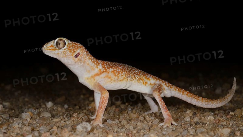 Namib Giant Ground Gecko Chondrodactylus angulifer adult