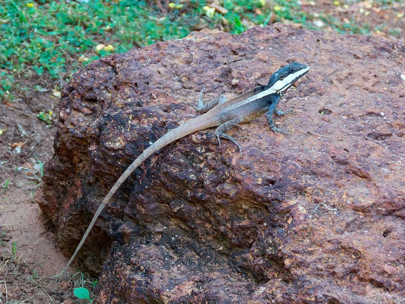 Northern water dragon