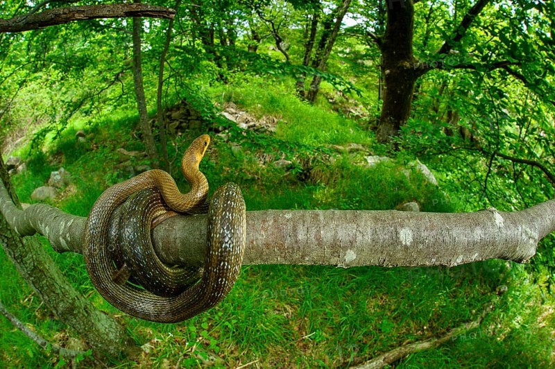 Aesculapian Snake