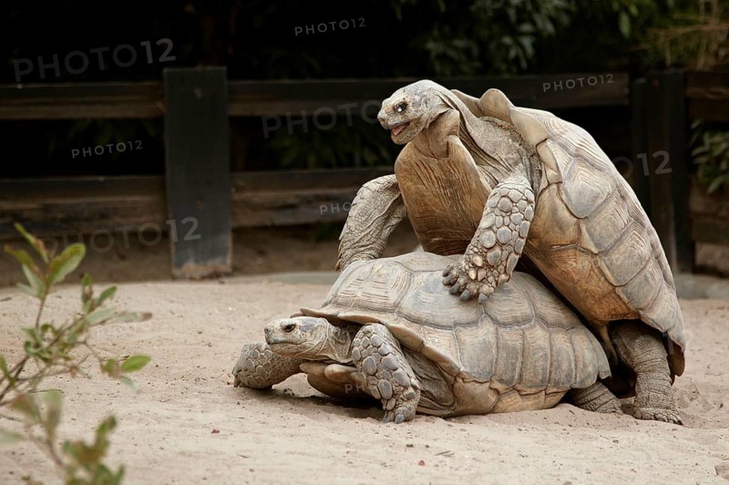 Spurred Tortoise