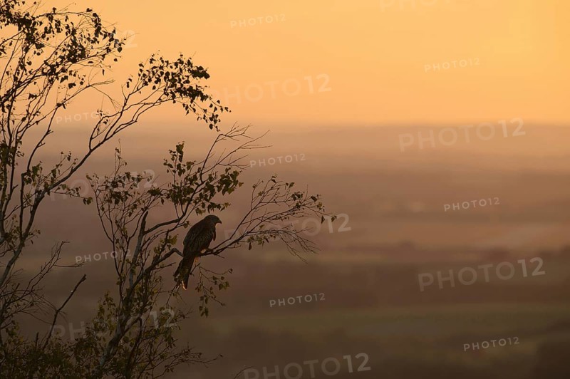 Red kite