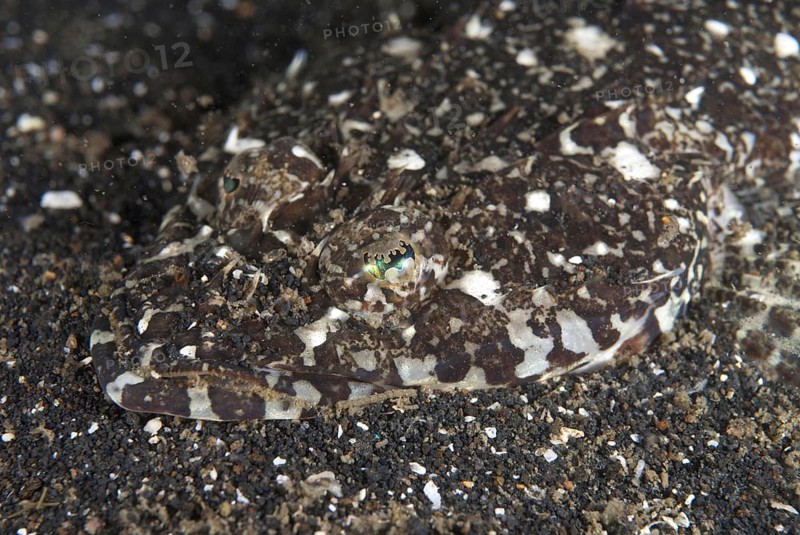 Fringelip Flathead