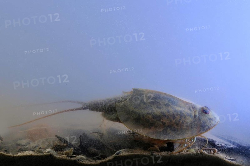 Tadpole Shrimp
