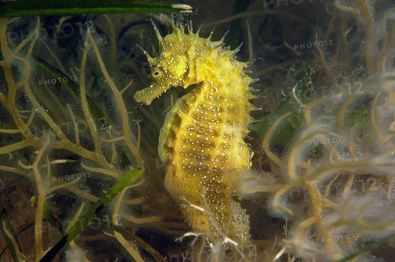 Seahorse