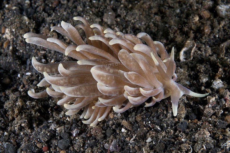 Cryptic Phyllodesmium Seaslug adult