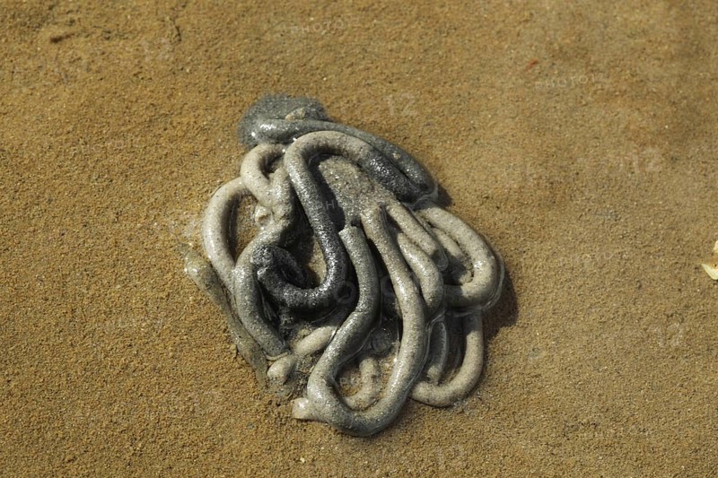 Lugworm