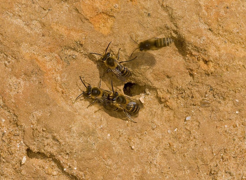 Ivy bee