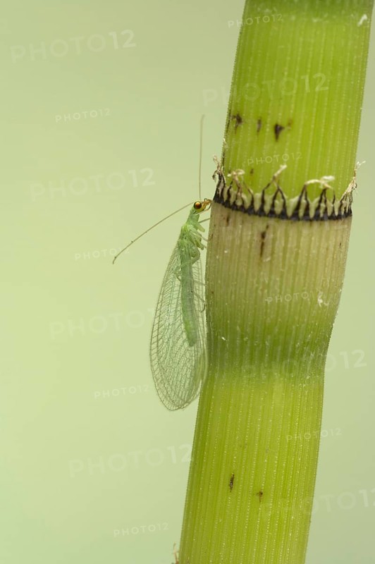 Common Green Lacewing