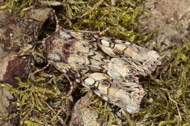 Beautiful Brocade