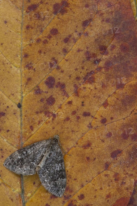 Common Marbled Carpet