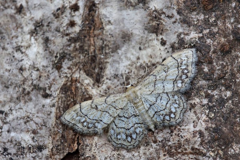 Pearl-bordered moth