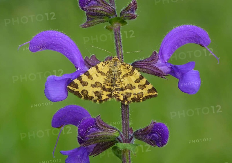 Speckled yellow