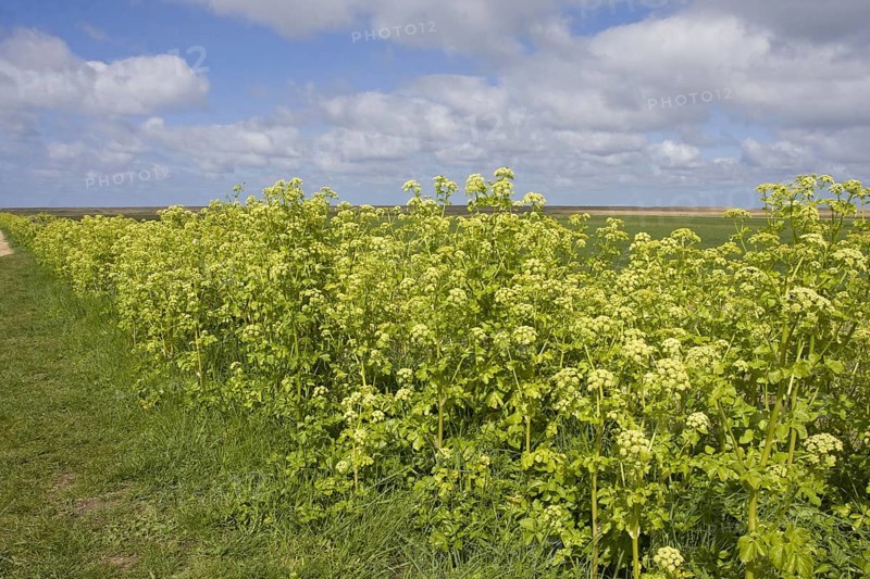 Alexanders