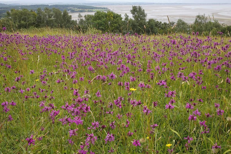 Betonica officinalis