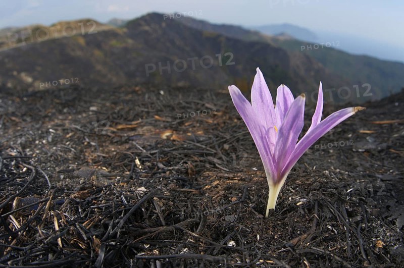 Flowering autumn crocus