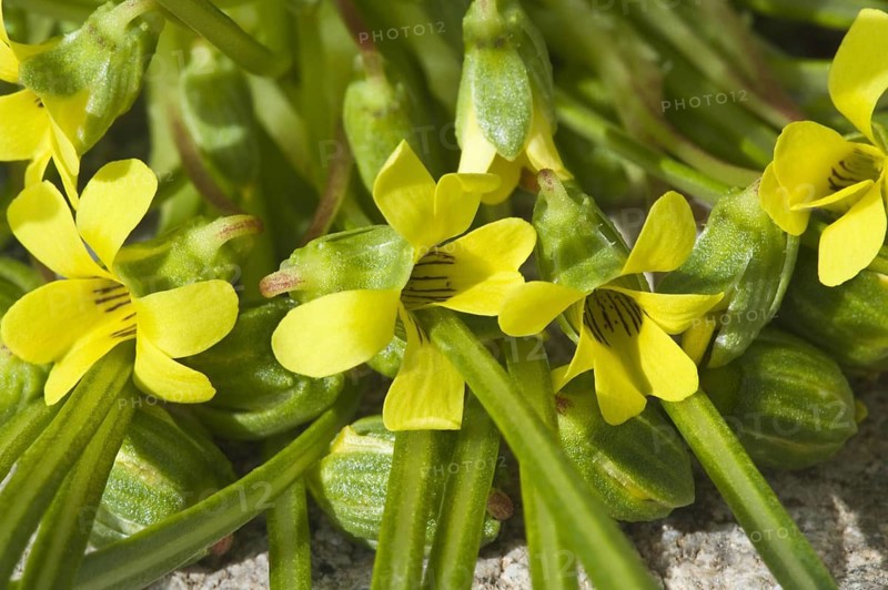 Violeta del Campo