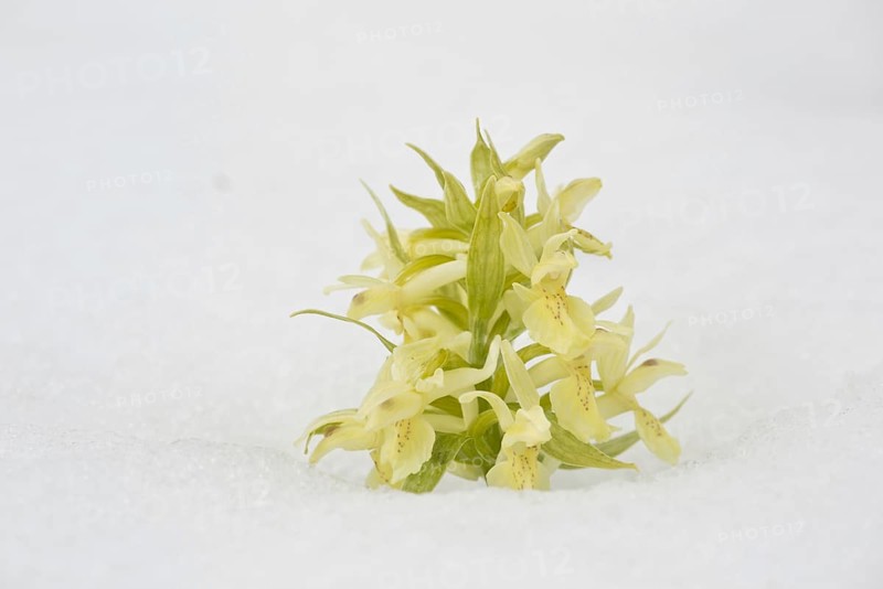 Elder-flowered orchid