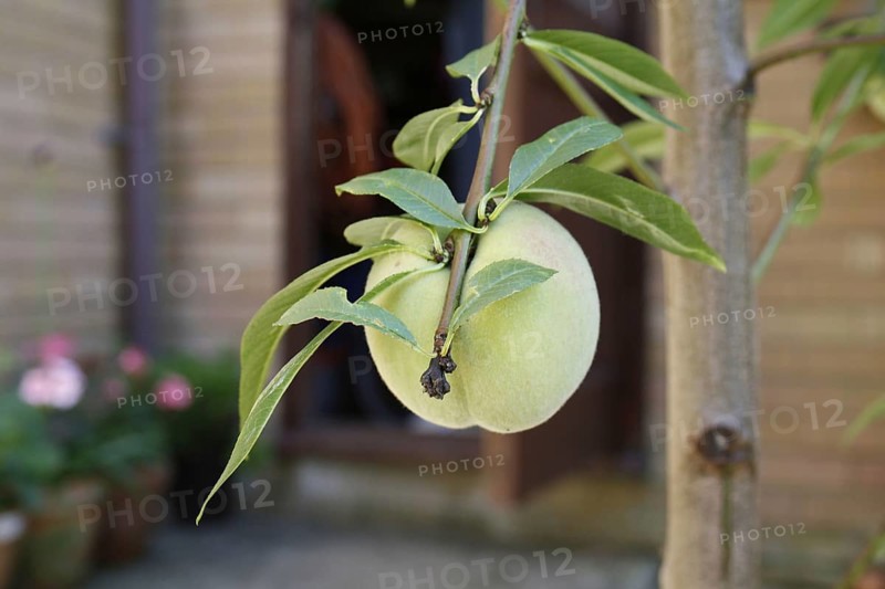 Peach tree