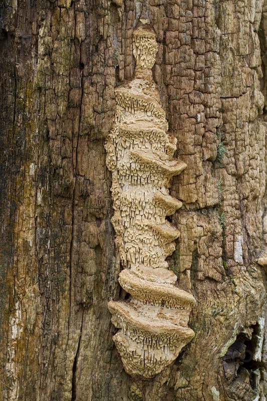 Fruiting body of Mazegill oak