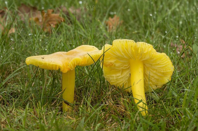 Golden Waxcap