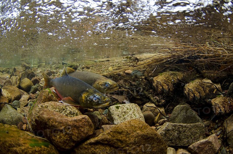 Arctic char