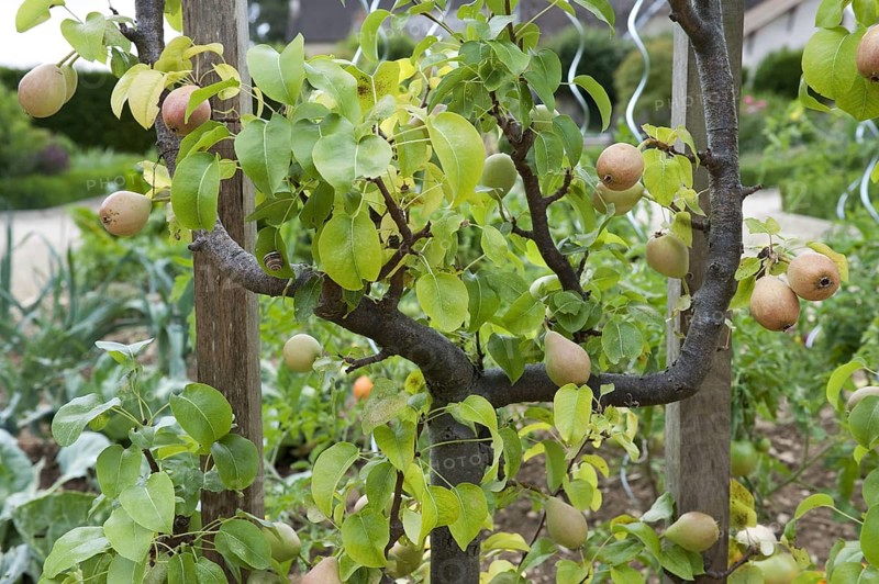 Common european pear