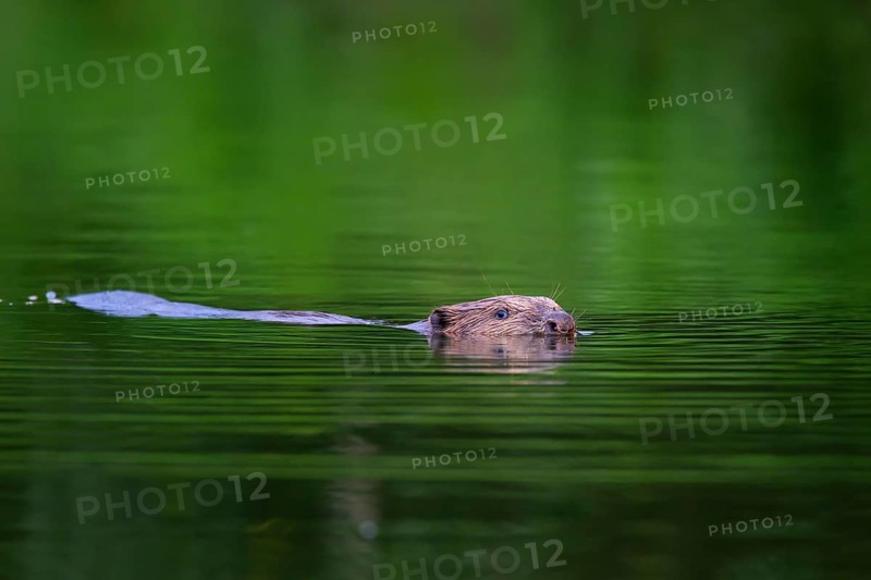 Eurasian beaver