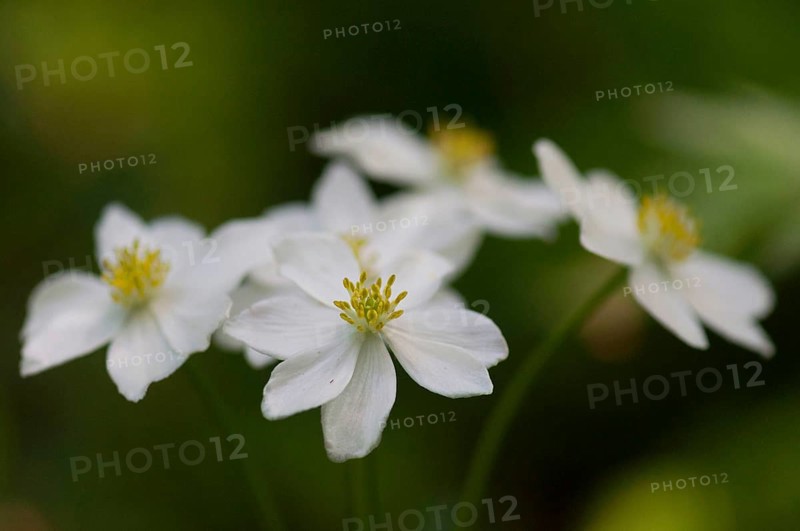(Anemone narcissiflora)