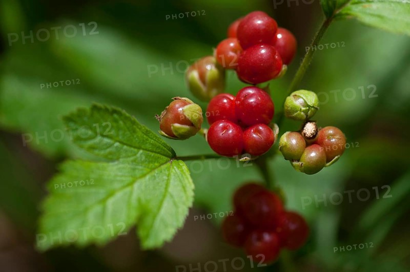 Stoneberry