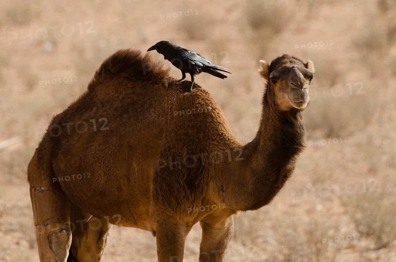 (Camelus dromedarius), Corvus ruficollis