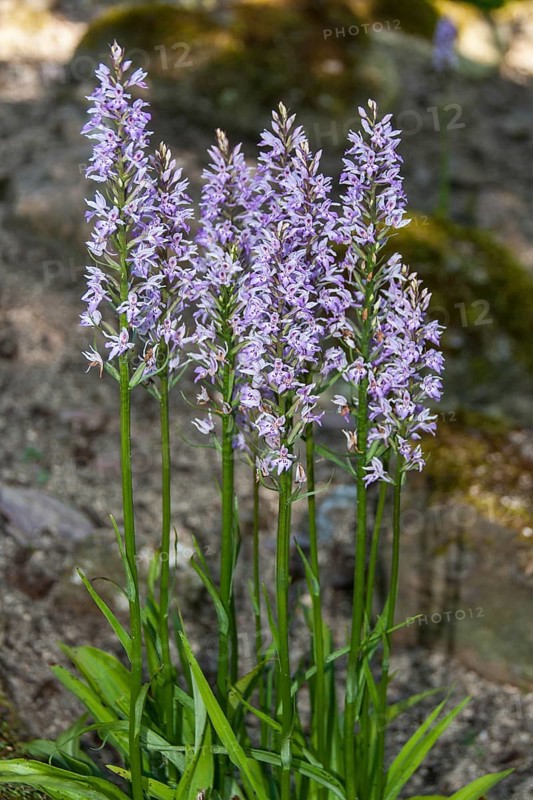 Dactylhoriza fuchsii FUCHS' KNABBERRY