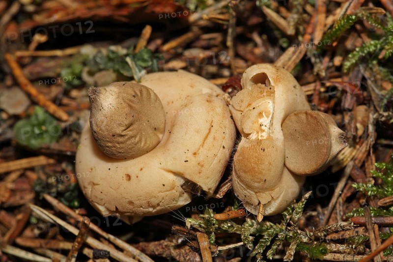 Pimpled Earth Star