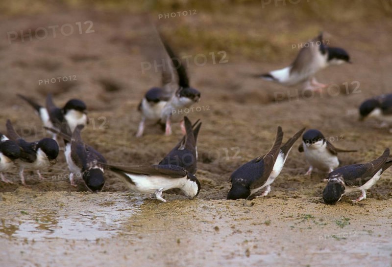 Common house martins