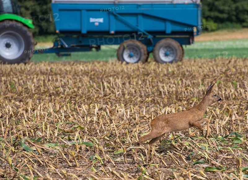 Western european roe deer
