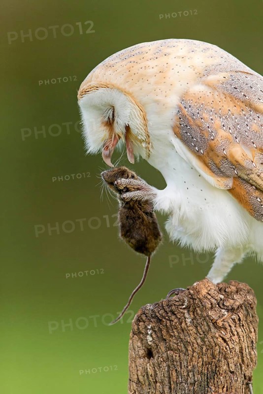 Common barn owl