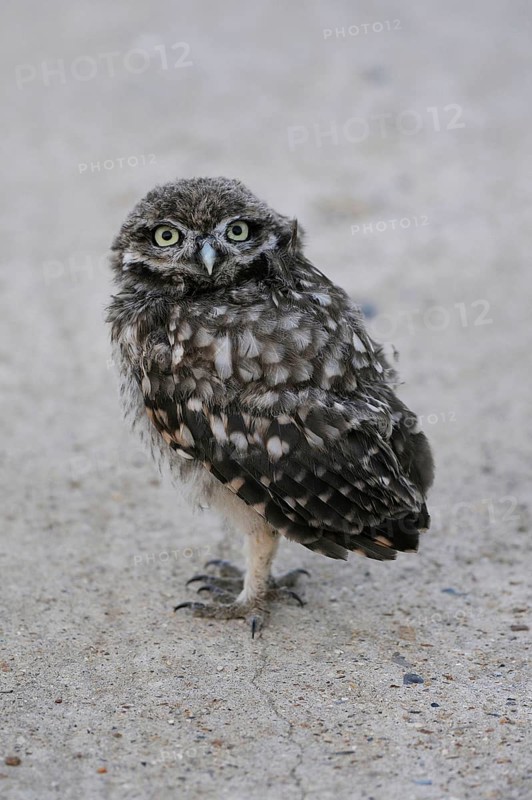 Little owl