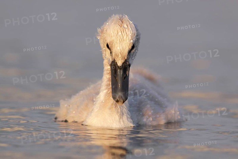 Mute Swan