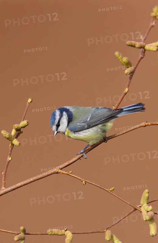 Blue tit