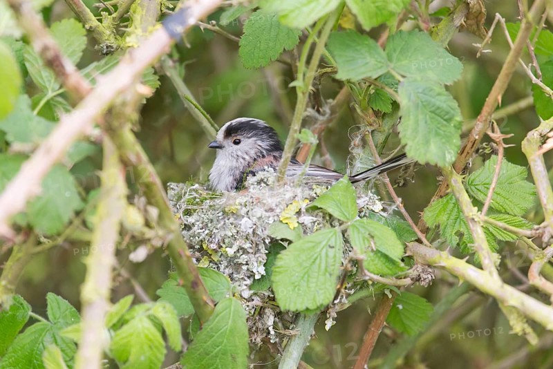 Long-long-tailed tits