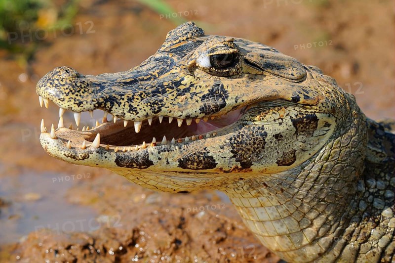Paraguayan yacare caiman