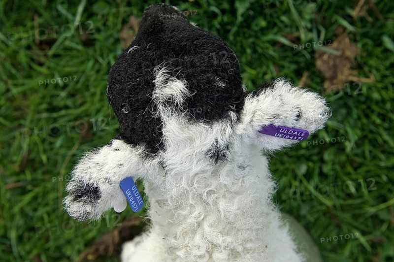 Swaledale lamb with ear tags