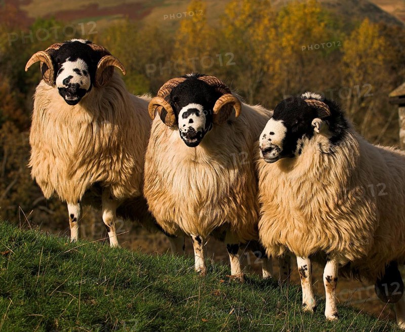 Domestic Sheep