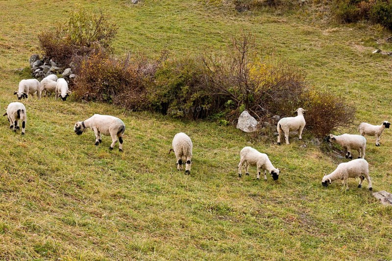 Domestic Sheep